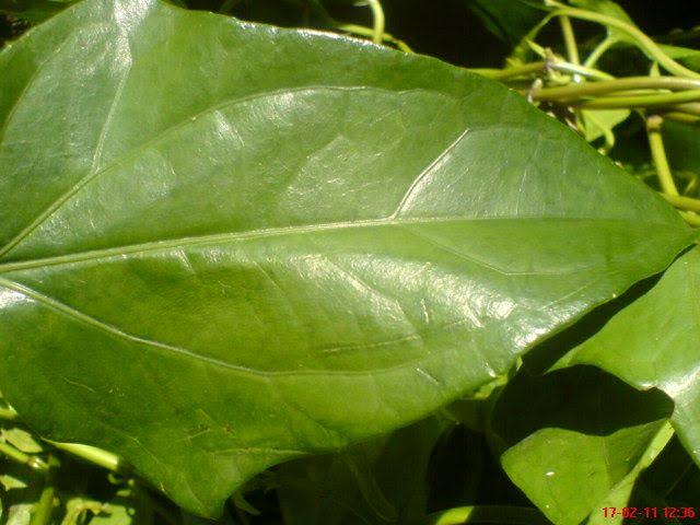 Guaco Agroecologia e Bem Viver