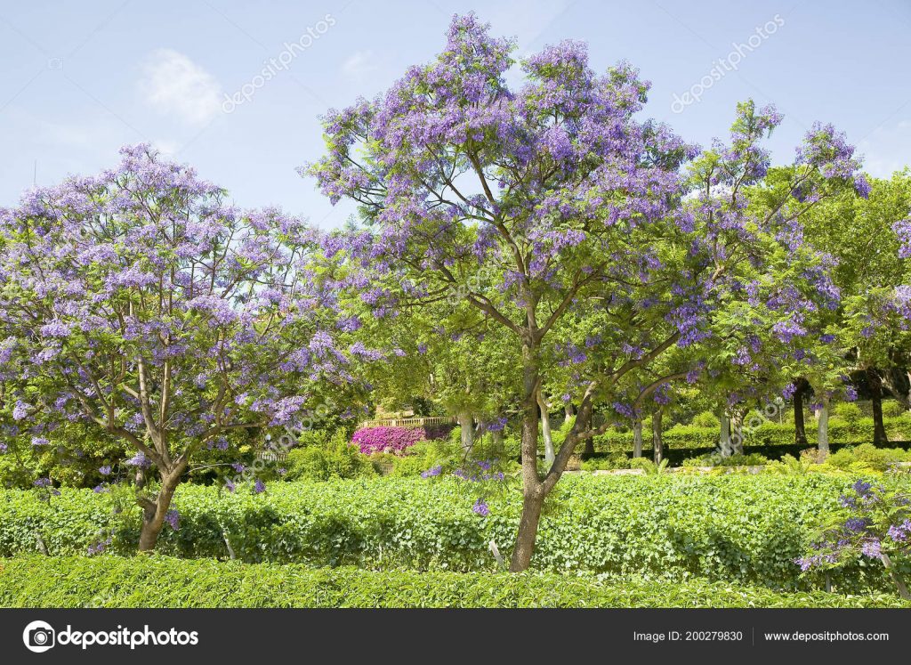 Jacarandá mimoso Agroecologia e Bem Viver