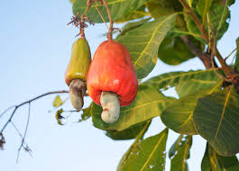 Cajuera - Fruto da natureza brasileira