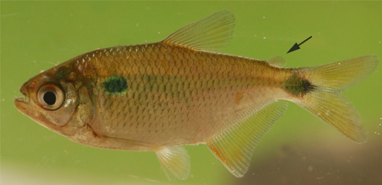 Ordem_7B Peixes dos Tabuleiros