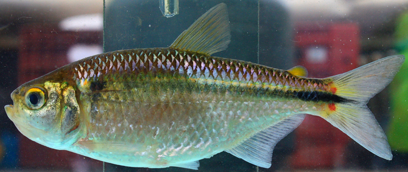 Astyanax fasciatus