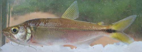Oligosarcus Peixes dos Tabuleiros