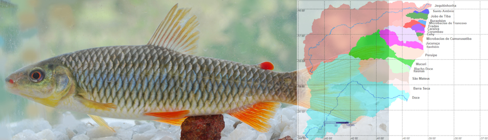 Peixes dos Tabuleiros