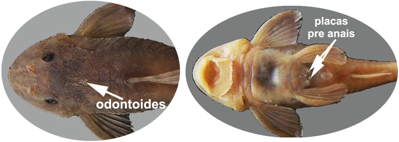 Parotocinclus arandai
