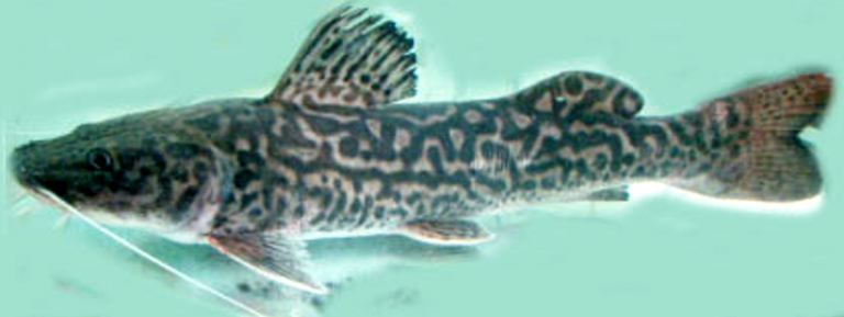 Steindachneridion Peixes dos Tabuleiros