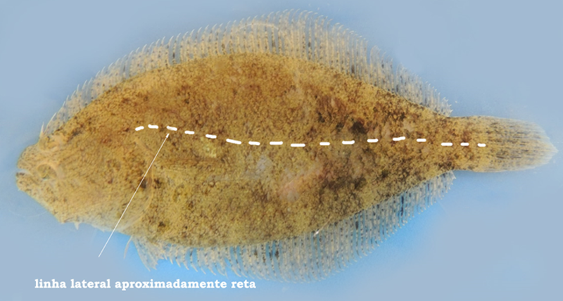 1B Linha lateral aproximadamente reta, as vezes um pouco elevada