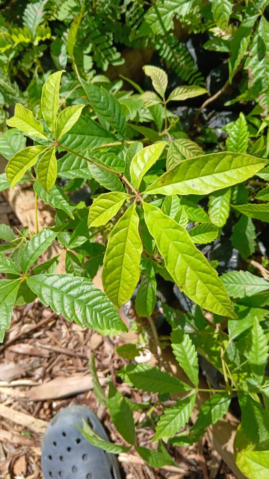 Tarumã – Córregos da Tiririca